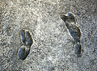 Cast van de Laetoli footprints, te zien in het National Museum of Natural History in Washington, D.C.