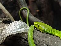 A common mamba (Dendroaspis angusticeps) with stripped skin