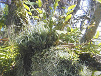Een voorbeeld van een epifytenverzameling van orchideeën en bromelia's in een tuinsetting in Hawaï