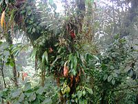 Een aantal verschillende epifyten aan een boom in Costa Rica