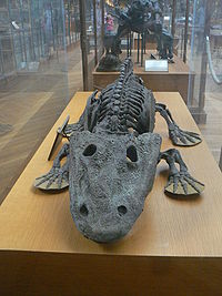 Vista frontal de Eryops megacephalus, Gallerie de Paléontologie, MNHN, Paris.