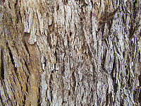 De dikke, beschermende schors van Eucalyptus quadrangulata  