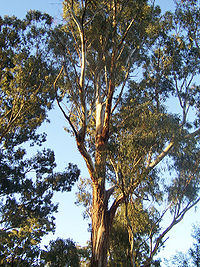Mooi exemplaar van een Eucalyptus  