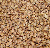 Grãos de trigo sarraceno (sementes)