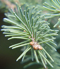 De bladeren van de fijnspar (Picea glauca) zijn naaldvormig en spiraalvormig gerangschikt.  
