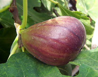 Un sicono de higo común (fruto)  