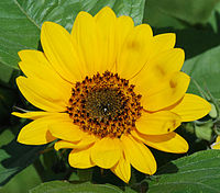 Bunga matahari (Helianthus annuus) pseudanthium