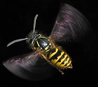 Uçuş halindeki yaban arısı, tipik siyah ve sarı uyarı renkleriyle