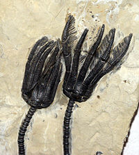 Typowa skamielina krynoida, ukazująca (od dołu do góry) trzon, kielich i ramiona z cirri.