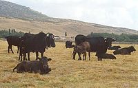 Em muitos lugares a posse de gado é um sinal de riqueza.