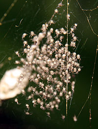 Gasteracantha mammosa -hämähäkkipoikaset munakapselin vieressä.  