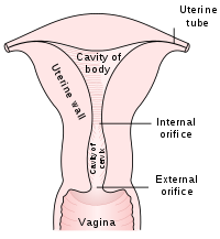 Doorsnede van de menselijke baarmoeder.