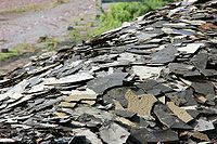 Fragmenty łupków z kopalni Grube Messel