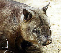 Seekor Wombat (Lasiorhinus latifrons) berhidung berbulu selatan.