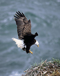 A Águia Careca, a ave nacional dos Estados Unidos desde 1782.