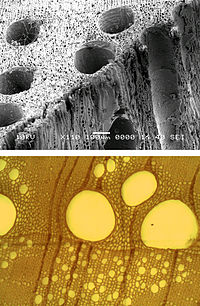 オークの容器要素のSEM像（上）と透過光顕微鏡像（下）。