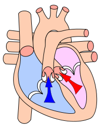 Sístole ventricular  