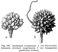 Apocarpous gynoecium of the burning buttercup (a) and of a hedgehog bulb (b). Figure 235 from Hegi, G. (1906): Illustrierte Flora von Mittel-Europa. Published by J. F. Lehmann, Munich.
