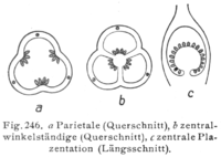 Placentation of gynoecium:, a coenocarp-paracarp; parietal, b coenocarp-syncarp; central-angular, c central. Figure 246 from Hegi, G. (1906), op. cit.