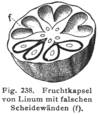 Transverse section of a capsule fruit of flax with true and false septa (f). Figure 238 from Hegi, G. (1906), op. cit.
