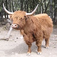 La vache Highland, une très ancienne race à cornes longues d'Écosse.