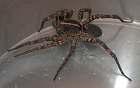 Samica Hogna carolinensis (Carolina wolf spider), około 25 mm. długości ciała