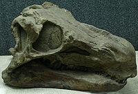 Lebka huayangosaura taibaii, vystavená v Paleozoologickém muzeu Číny.
