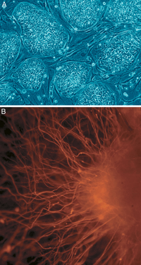 Mänskliga embryonala stamceller A: Cellkolonier som ännu inte har differentierats. B: Nervcell