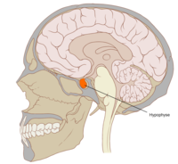 Az agyalapi mirigy elhelyezkedése narancssárga színnel látható. Ez a mirigy termel hormonokat, amelyek hatására a férfiak és a nők testében beindul a pubertás.