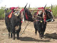 In Tibet worden de jaks door hun eigenaars met eer behandeld.