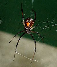 Latrodectus mactans , pająk Czarna Wdowa