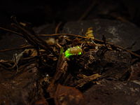 Larva světlušky