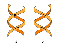 a) right-handed double helixb ) left-handed double helix
