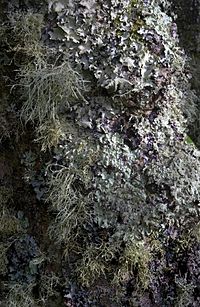 Met korstmos bedekte boom, Isles of Scilly, UK. Grijs, bladerig korstmos op de bovenste helft van de stam; geel-groen korstmos op het midden, de onderste helft en aan de uiterst rechtse kant; en een struikachtig korstmos