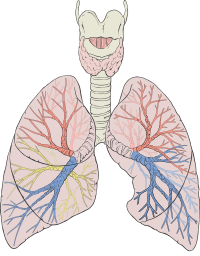 Diagrama dos pulmões humanos
