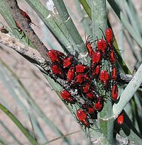 聚合的乳草虫蛹，Lygaeus kalmii：通过保持在一起，他们使他们的警告更明显。