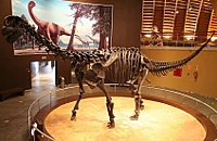 Camarasaurus , do Jurássico Superior do Colorado e Utah. É o fóssil saurópode mais comum encontrado na América do Norte.