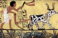 Sennedjem künnib oma põldu paari härjaga, keda kasutatakse koormatõstukina ja toiduallikana.