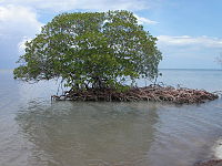Mangrovebomen kunnen helpen bij het maken van eilanden.  