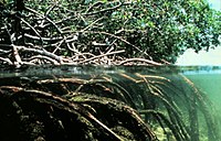 Mangrovewortelsysteem  