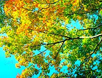 Nell'emisfero settentrionale, le foglie degli alberi iniziano a cambiare colore intorno al periodo dell'equinozio del 22/23 settembre.