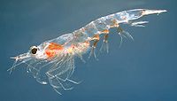 Noordelijke krill, het lievelingseten van de baleinwalvissen