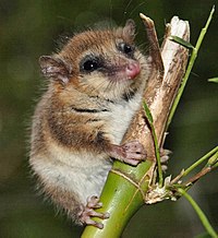 Monito del Monte na roślinie bambusa: wygląda jak mysz, ale jest prymitywnym marsupialem typu australijskiego w umiarkowanych lasach deszczowych południowych Andów.
