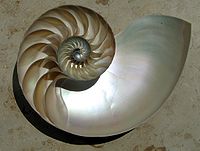 Utsnitt av ett nautilusskal som visar kamrarna i en ungefär logaritmisk spiral.  