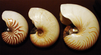 Nautilusschelpen: N. macromphalus (links), A. scrobiculatus (midden), N. pompilius (rechts)