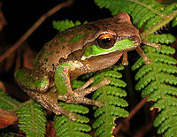 Žaba stromová z Nového Anglicka (Litoria subglandulosa). Jej hnedá a zelená farba ju ukrýva v lesoch mierneho pásma