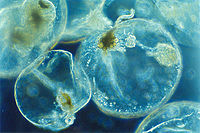 Noctiluca scintillans je dinoflagelát, který se živí jiným drobným planktonem.