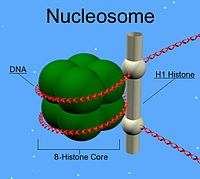 Strukturen af et nukleosom  