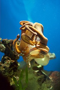 Een octopus opent een container met een schroefdop  