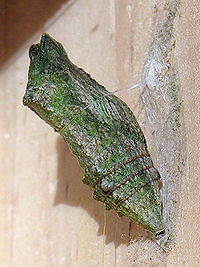 Old World Swallowtail (Papilio machaon) chrysalis